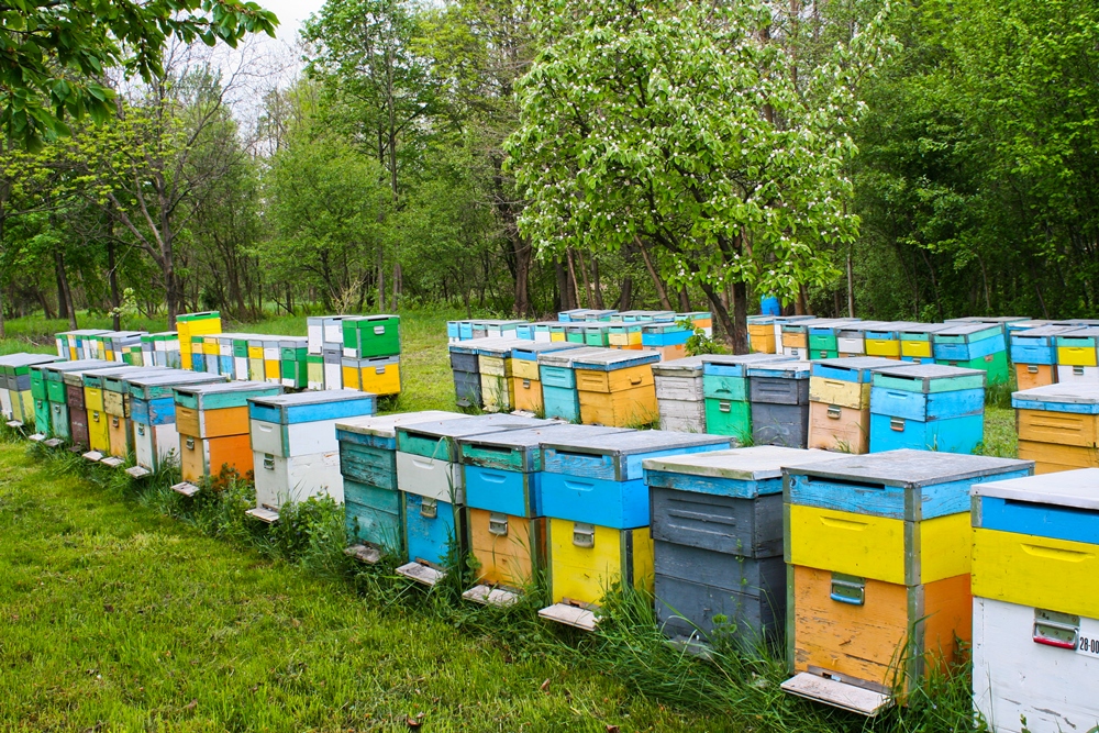 În vizită la apicultorii din Ibănești